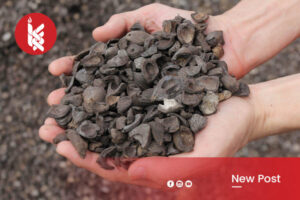 artkel kitasemuacuan rev 2